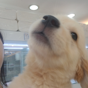반려동물 재현이